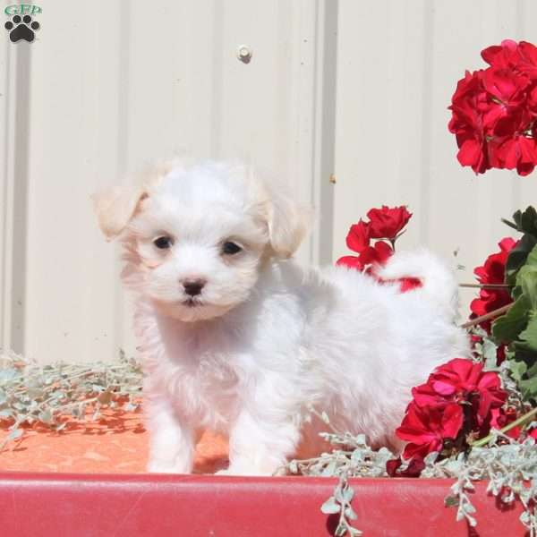 Penny, Maltipoo Puppy